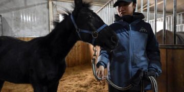 У Китаї до участі у перегонах готують клонованого коня