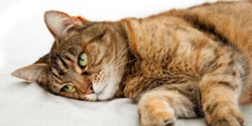 Якщо котик засумував: чи може у домашніх улюбленців з’явитися депресія