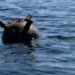 В Одесской области Силы обороны ликвидировали очередную морскую мину
