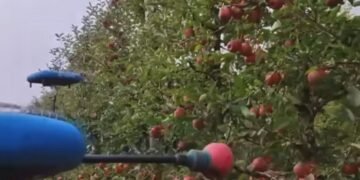 Будущее наступило: в Израиле дроны собирают яблоки. ВИДЕО