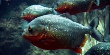 Рятувальники знайшли тіло чоловіка, який розбився на човні: його з’їли піраньї