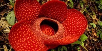 Найбільша квітка на Землі опинилася на межі вимирання