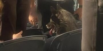 Собака втік з дому і пішов на концерт Metallica: подробиці курйозної історії