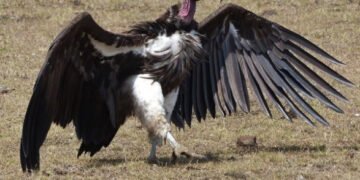 Международный день стервятника, Всемирный день бороды. Что еще можно отметить 2 сентября