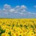 Болгария до конца ноября запретит импорт украинского подсолнечника, в декабре лицензированный экспорт украинских агротоваров будет разрешен