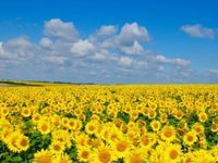 Болгария до конца ноября запретит импорт украинского подсолнечника, в декабре лицензированный экспорт украинских агротоваров будет разрешен