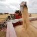 Словакия запретила импорт агропродукции из Украины до конца года