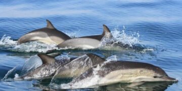 1 сентября: День японских дельфинов, Всемирный день написания писем