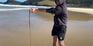 Житель Австралії зняв на відео, як ловить на пляжі м’ясоїдних піщаних хробаків