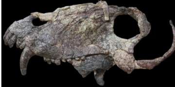 У Бразилії знайдено кістки небезпечного хижака, який жив задовго до динозаврів. ФОТО