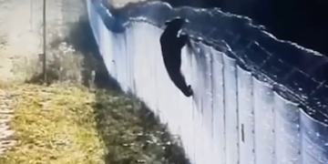 Ліз через паркан і робив підкоп: ведмідь відчайдушно намагався перетнути білоруський кордон. ВІДЕО