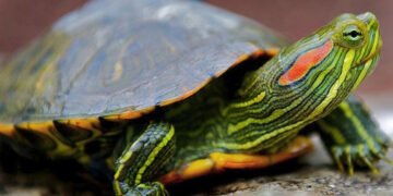 В Одесі “гурман” вкрав та з’їв червоновуху черепаху