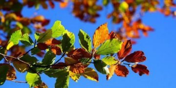 Лето попрощалось окончательно: синоптики дали прогноз на начало недели