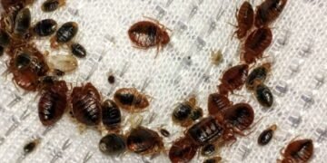 “Вонь в РФ”: в Ростове нашествие “боевых” клопов и божьих коровок