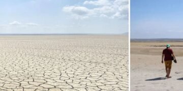 Каховское водохранилище зарастает дремучим лесом. ВИДЕО