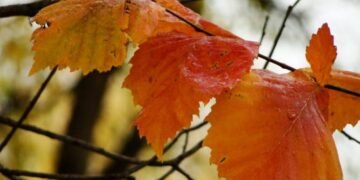 Прогноз погоды в Украине на 31 октября: порадует ли осень теплом?