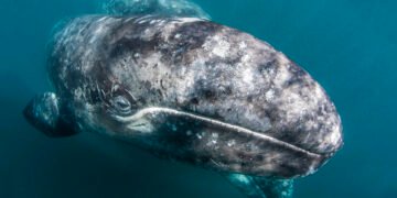 Загадкова смерть. Сірі кити почали вимирати з лякаючою швидкістю, і вчені нарешті з’ясували чому