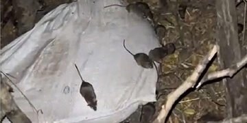 “Вони нас скоро з’їдять”: військові показали нашестя мишей в окопах. ВІДЕО