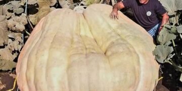 Фермер виростив найбільший у світі гарбуз: його вага приголомшує