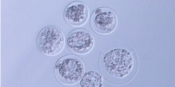 Японські вчені вперше виростили в космосі ембріон миші