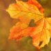 “Бабиного літа” не буде: синоптикиня дала прогноз погоди на жовтень