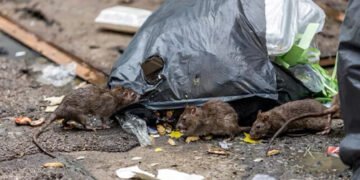 У Великій Британії щури розміром із кішку захопили центр міста Бернлі