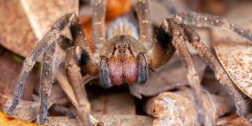 Вчені запропонували замінити віагру отрутою бразильського павука