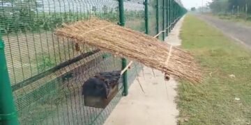 В Индии к защите госграницы решили привлечь пчел