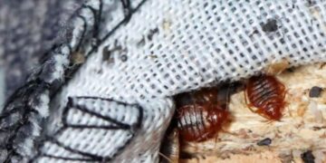 В России продолжают раздувать тему клопов и запугивают население