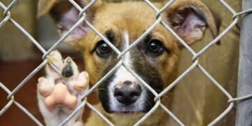 В России разрешили убивать собак в приютах