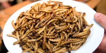 Люди почнуть масово поїдати комах: чому і коли це станеться