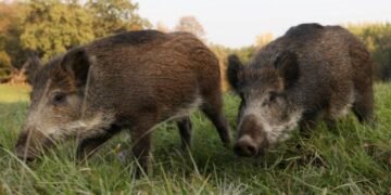 Українські кабани “вполювали” російську ДРГ у Чорнобильській зоні