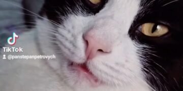 В Мережі з’явилась нова зірка: хіт кота Пана Степана Петровича розриває Instagram та TikTok. ВІДЕО 