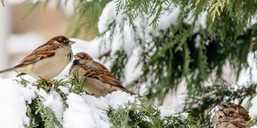 Морози чи аномальне тепло? Якою буде зима в Україні: прогноз синоптиків по регіонах