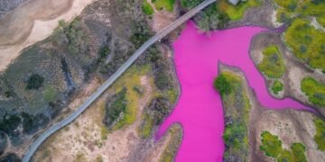 На Гаваях озеро стало рожево-фіолетовим: у чому причина