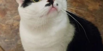 Як коти спілкуються з людьми: які слова розуміють