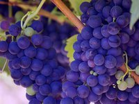 В Украине создадут виноградарско-винодельческий реестр