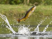 Страны ЕС выловили 3,4 млн тонн рыбы в 2022 году