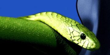 Проста відповідь. Учений розповів, чому в Австралії так багато отруйних тварин