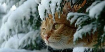 Погодное сальто: синоптик обещает на Рождество снег и дождь