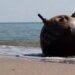 В Черном море подорвалось гражданское судно: есть пострадавшие