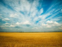 Стартовал конкурс ФАО и ЕС на предоставление грантов микро- и малым фермерам в Западной Украине на развитие бизнеса