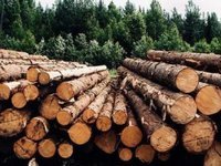 Кабмин назначил Смаля главой Госагентства лесных ресурсов