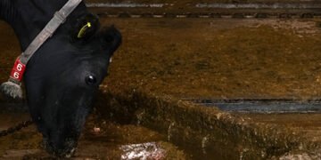 У Японії випробували космічний двигун на коров’ячому гною