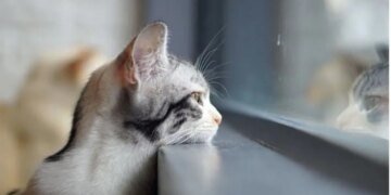 В Україні очікується значне похолодання: яка погода буде сьогодні?
