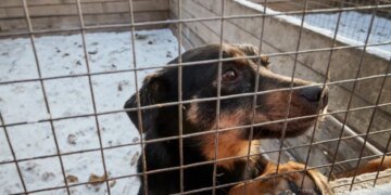 В России начали массово умерщвлять собак