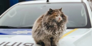 Водіїв закликають перед поїздкою перевіряти автомобілі – там можуть ховатися коти