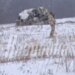 Российский Ил-76 упал под Белгородом – Генштаб Украины сделал первое заявление