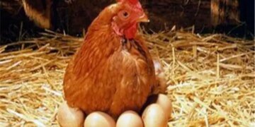 В России заявили, что  в высоких ценах на яйца виноваты покупатели