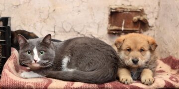 Українцям дозволили брати в укриття тварин